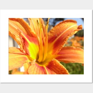 Beautiful photograph of orange flower Posters and Art